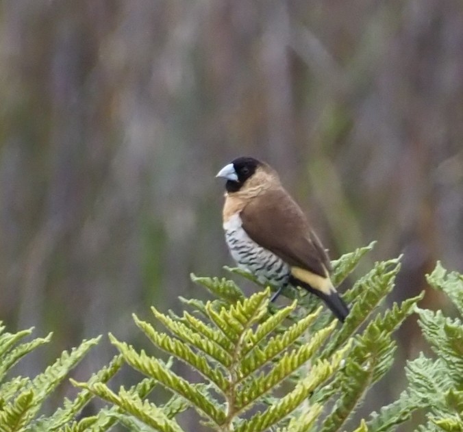 Snow Mountain Munia - Stephan Lorenz