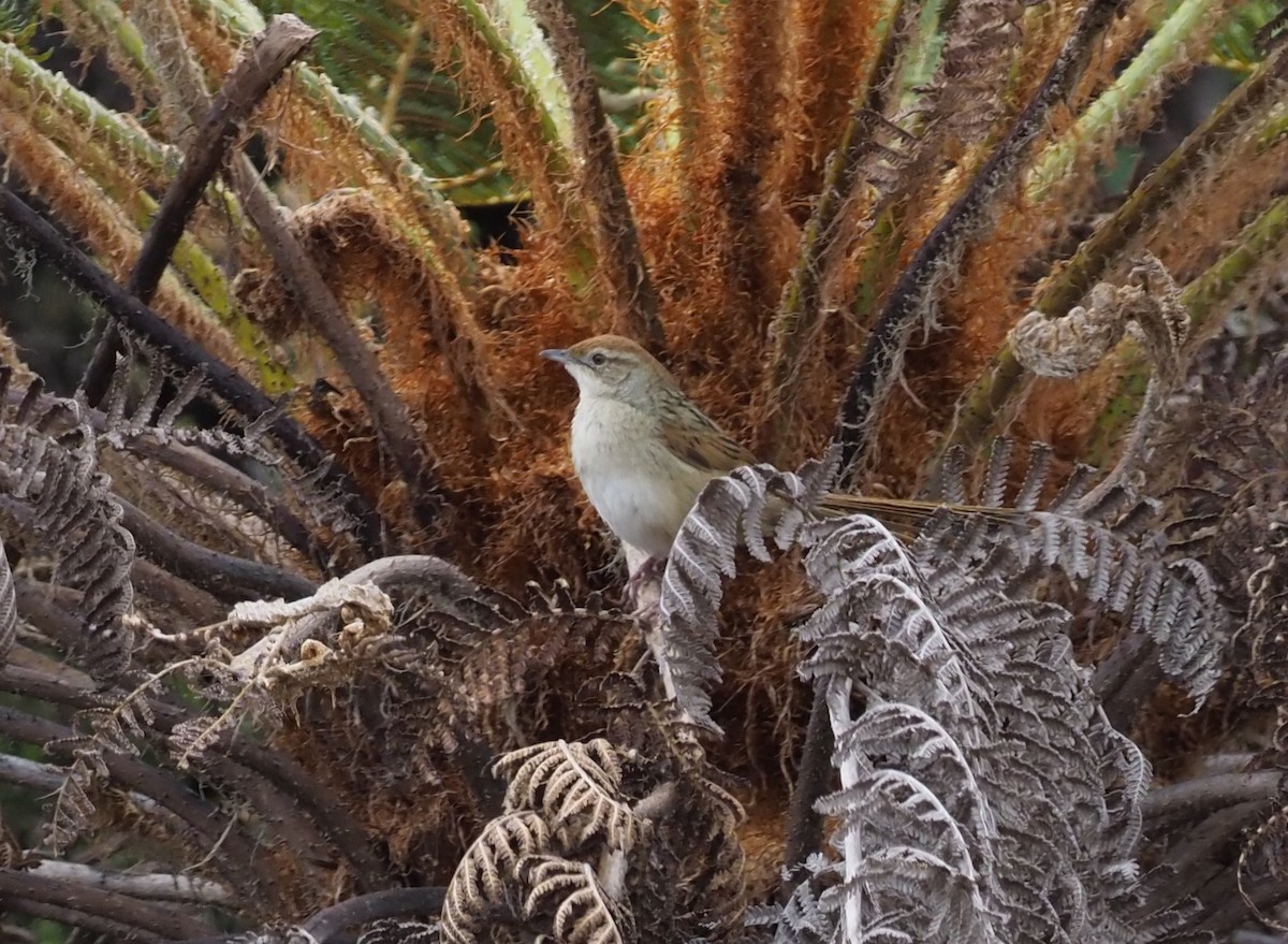 Papuan Grassbird - ML245444281