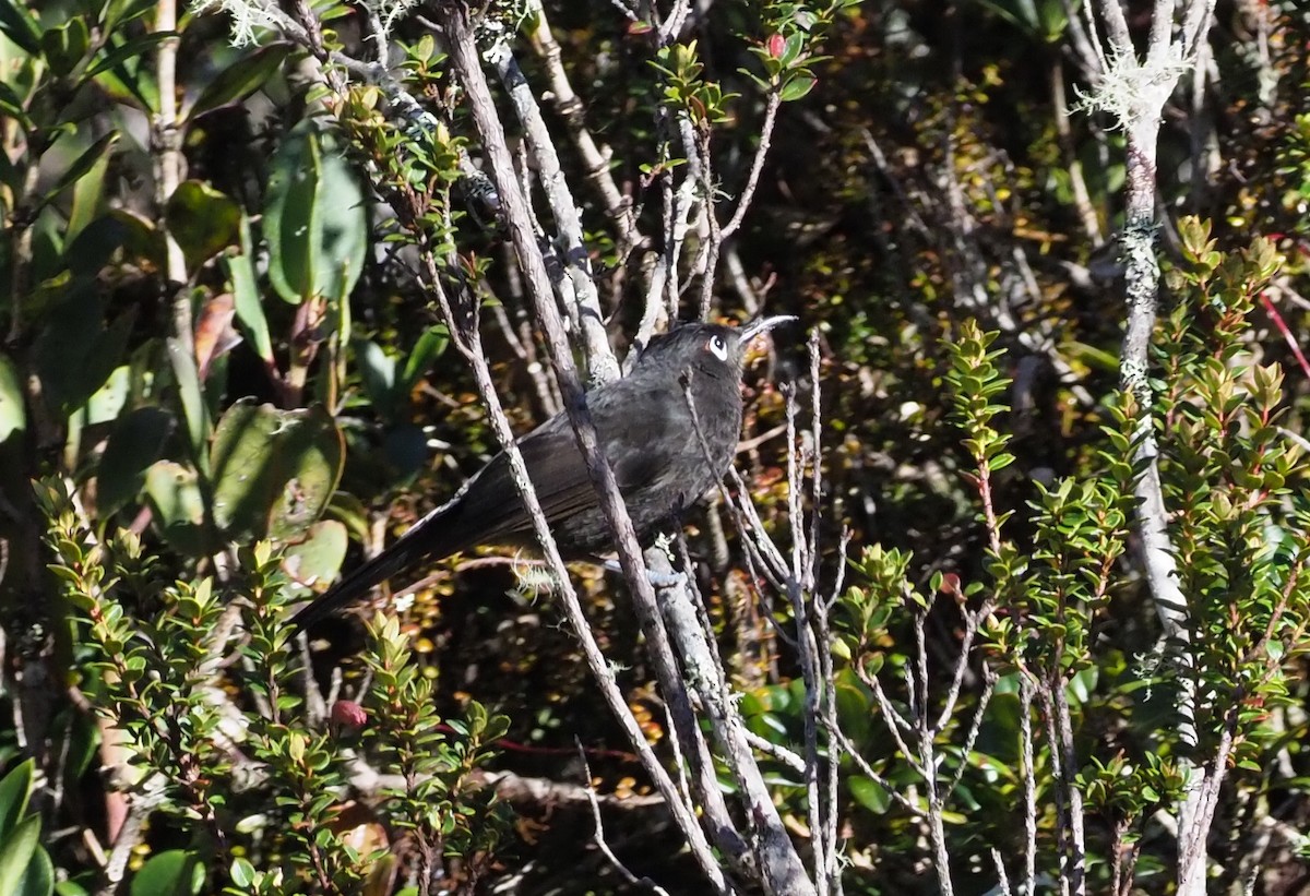 Sooty Honeyeater - ML245444721