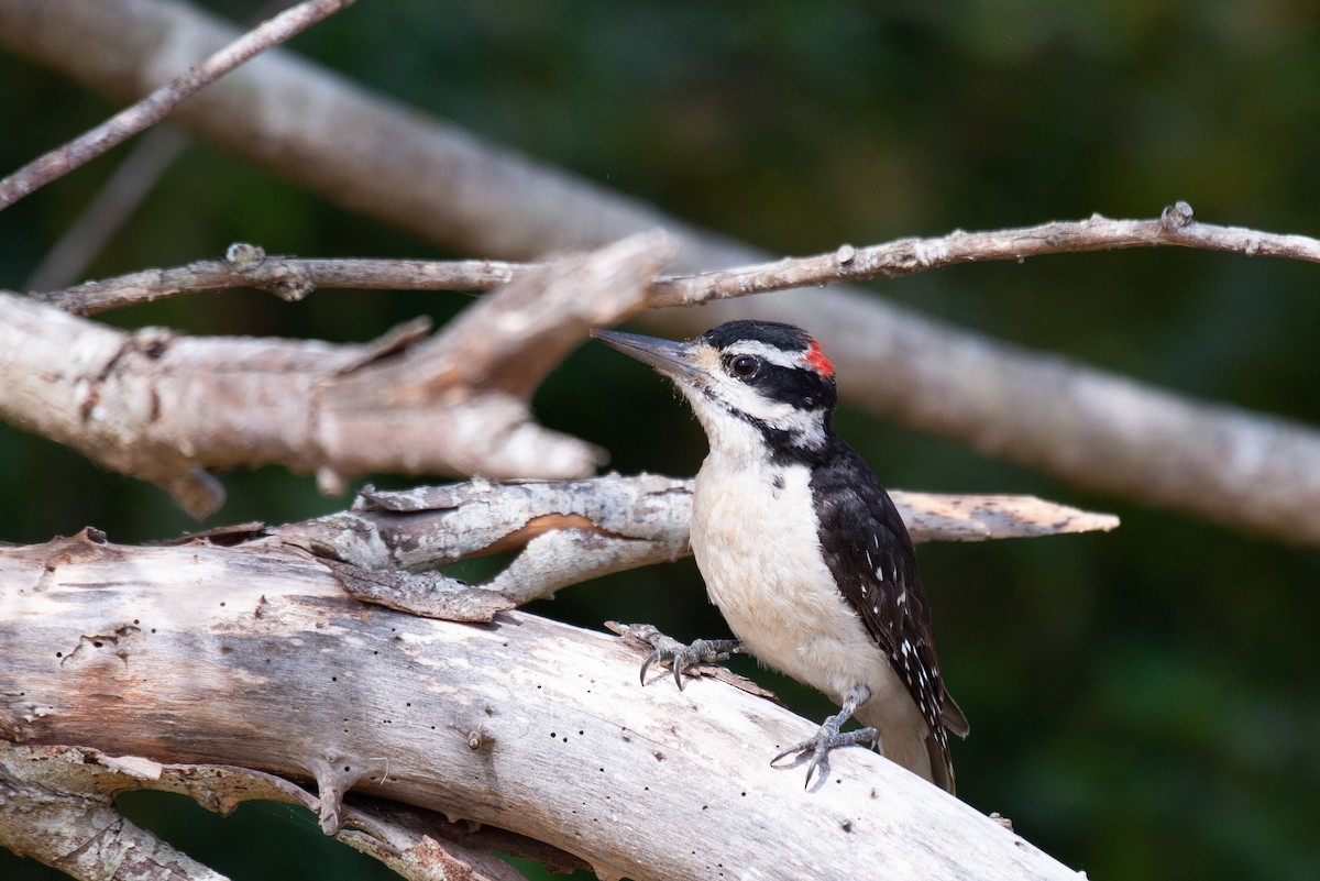 Hairy Woodpecker - Herb Elliott