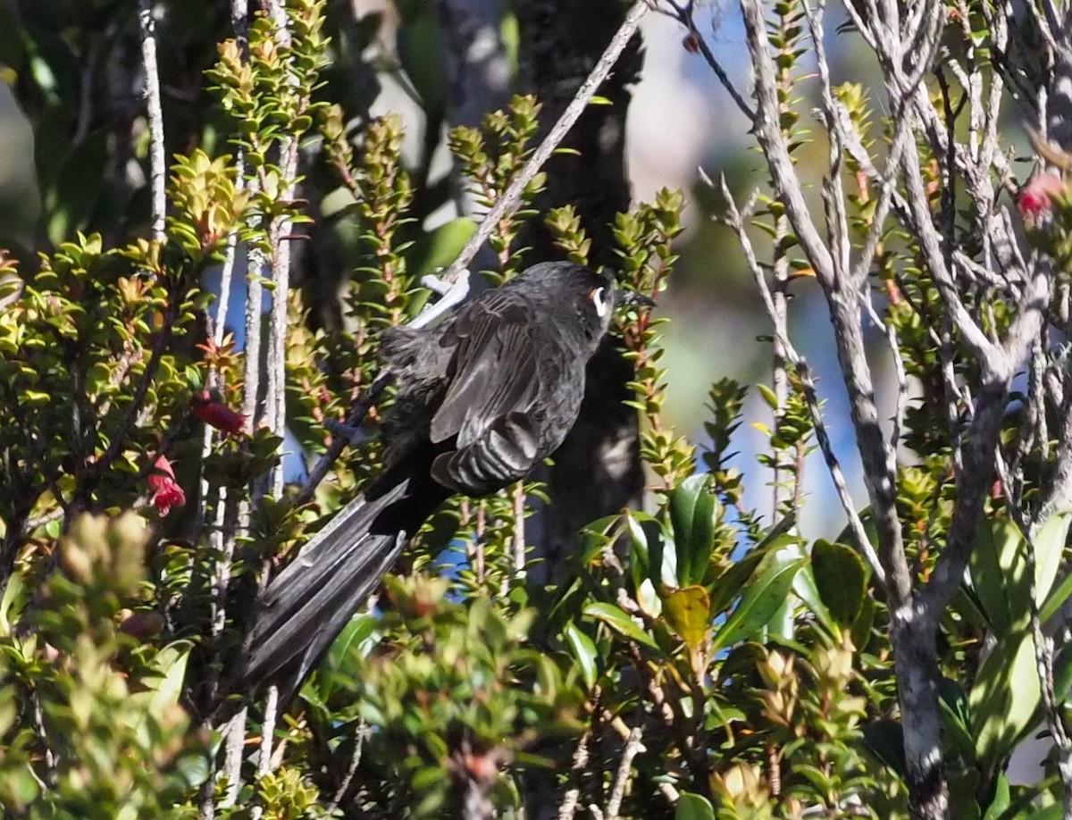 Sooty Honeyeater - ML245445061