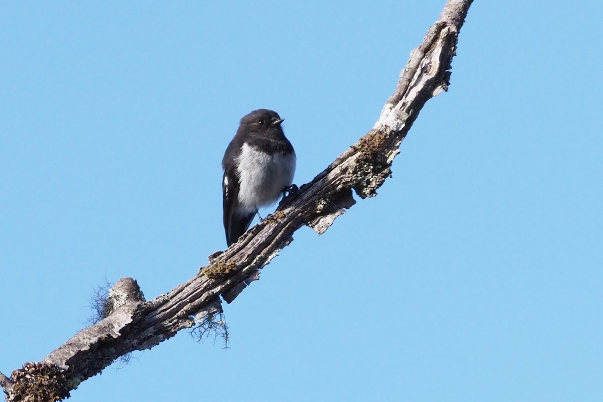 Subalpine Robin - ML245445491