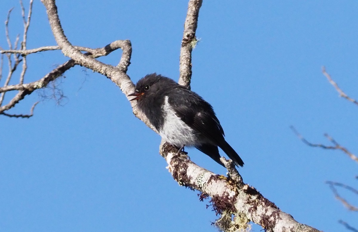 Subalpine Robin - Stephan Lorenz / Rockjumper Birding Tours