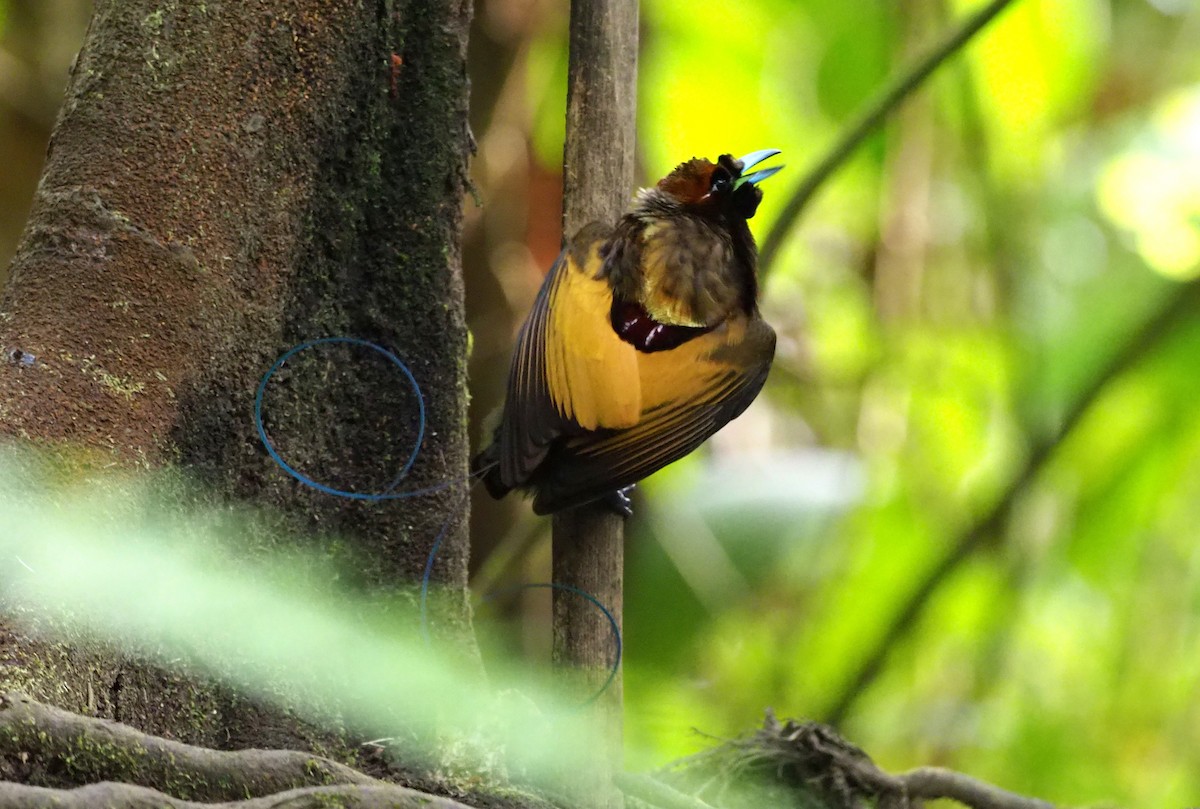 Magnificent Bird-of-Paradise - ML245449931