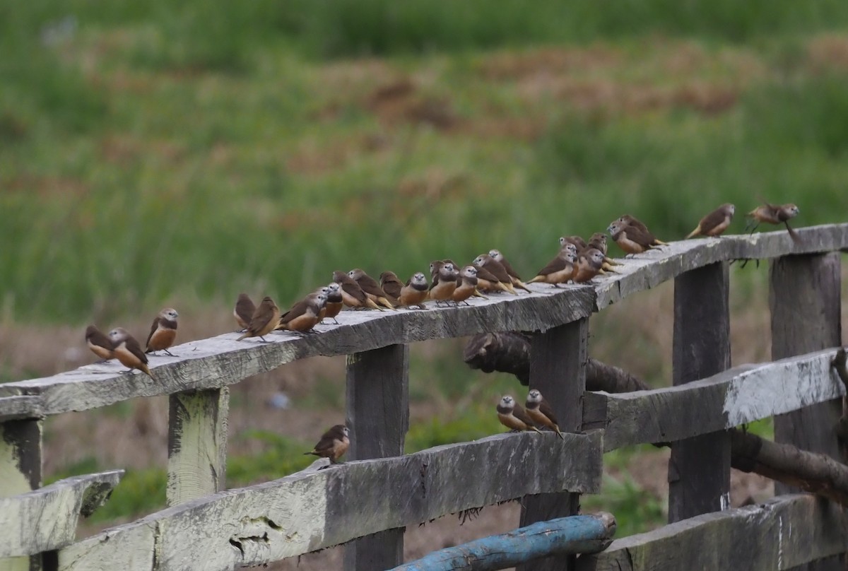 Gray-banded Munia - ML245451371