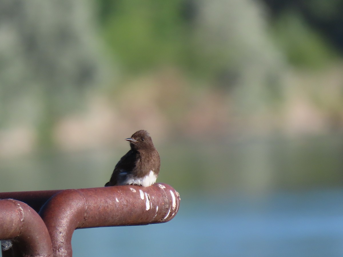 Black Phoebe - ML245451551