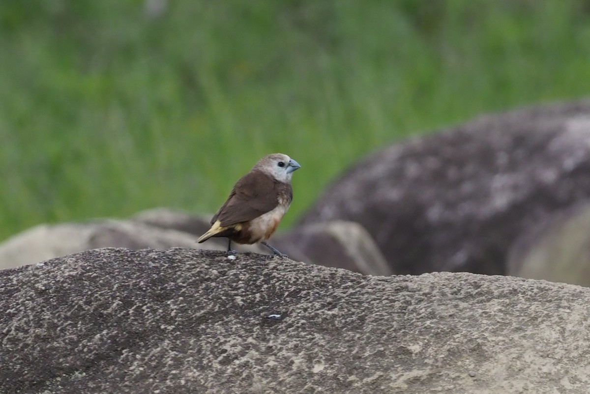 Gray-banded Munia - ML245451611