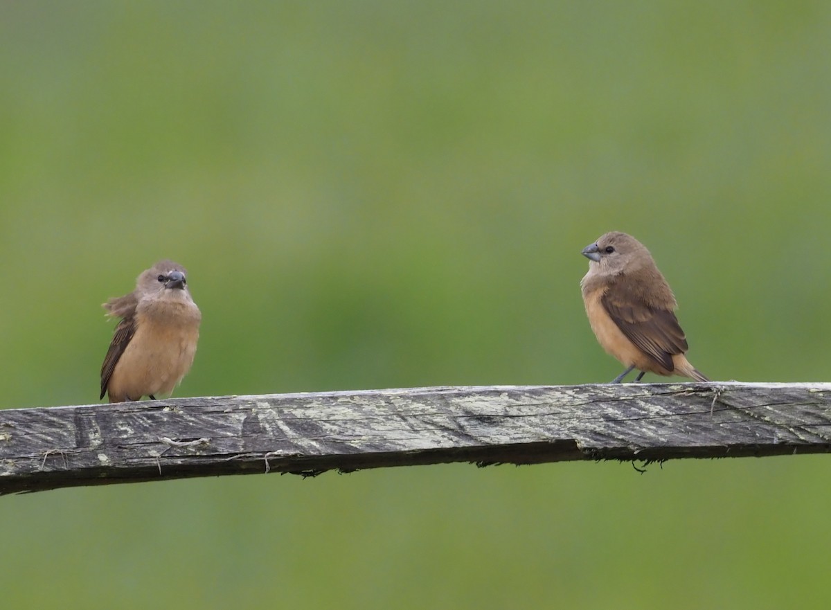 Gray-banded Munia - ML245451811