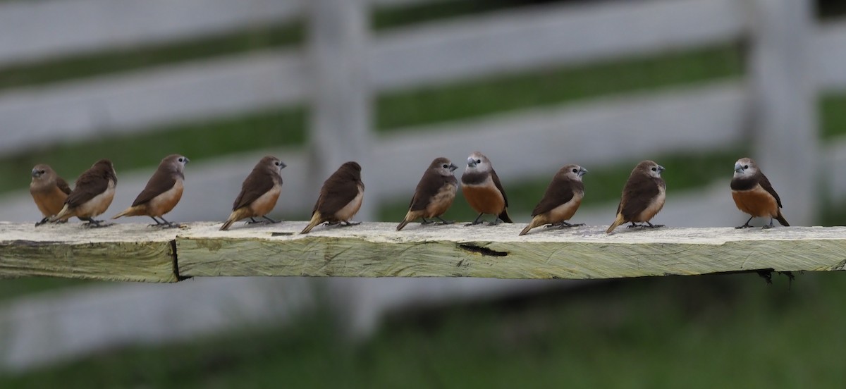 Gray-banded Munia - ML245451911