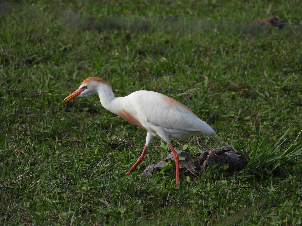 Чапля єгипетська (підвид ibis) - ML245452901