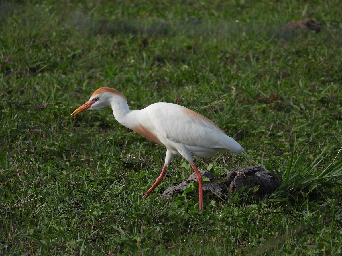 Western Cattle Egret - ML245452901