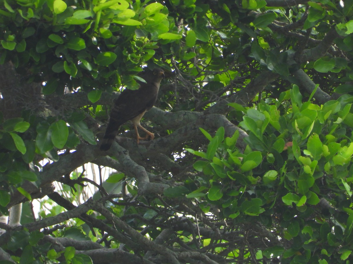 Roadside Hawk - ML245452971