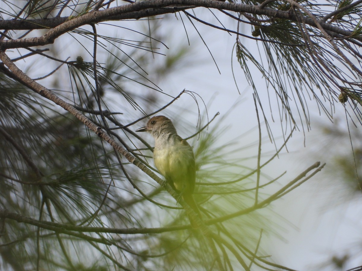 Brown-crested Flycatcher - Adrianh Martinez-Orozco