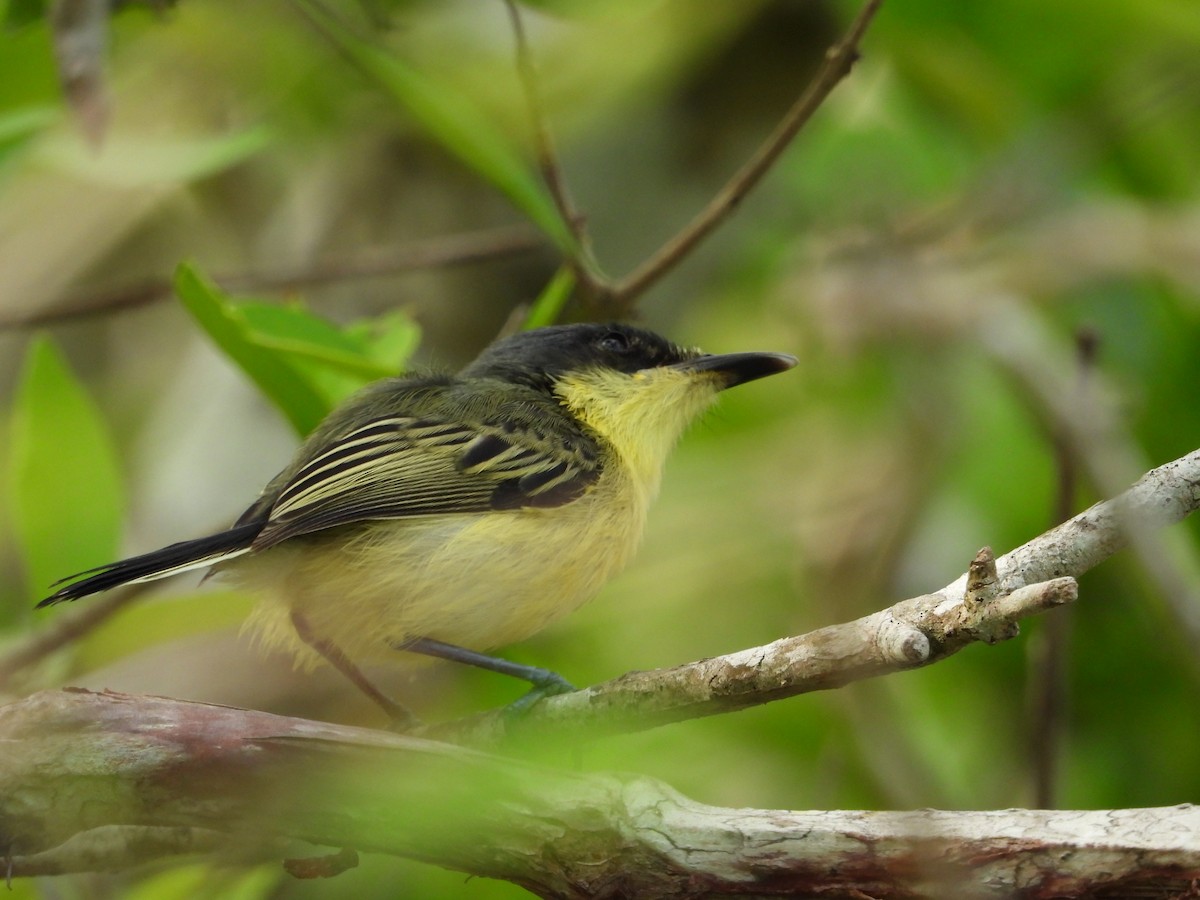 Common Tody-Flycatcher - Adrianh Martinez-Orozco