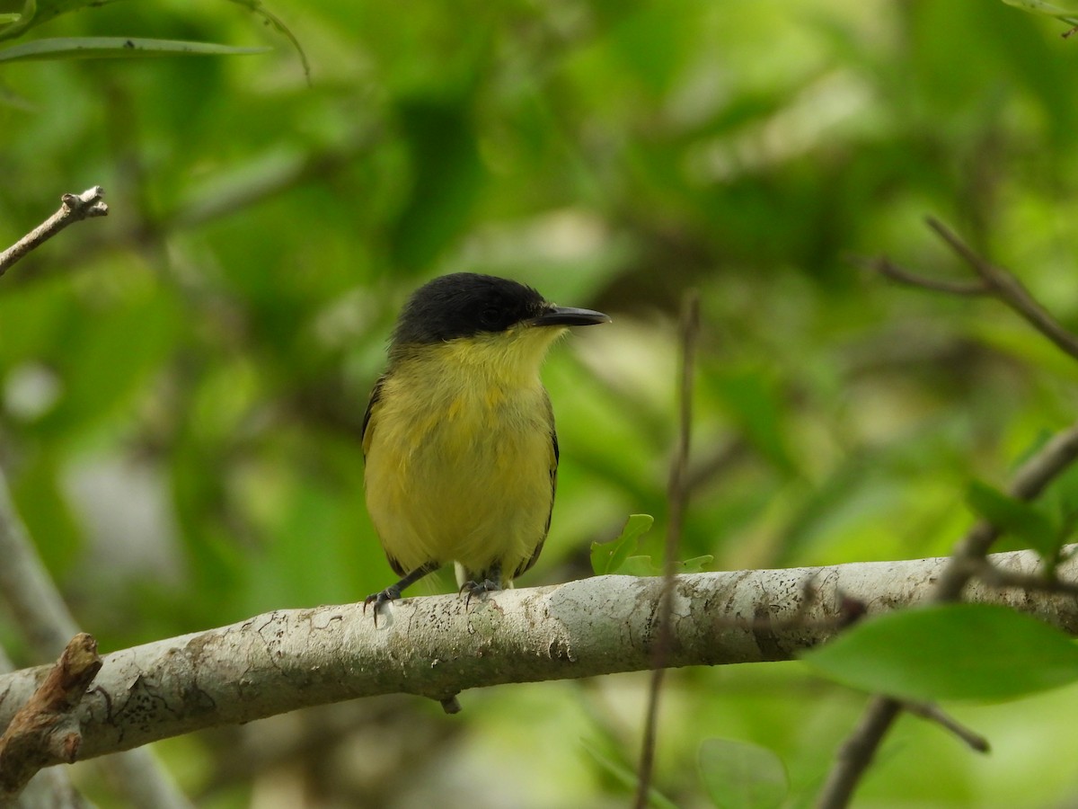 Common Tody-Flycatcher - ML245453411