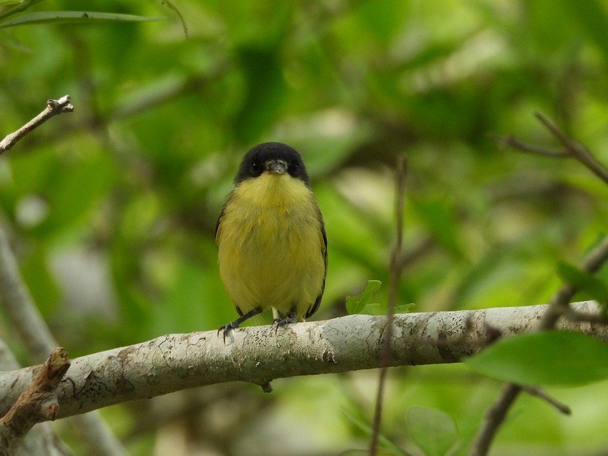 Common Tody-Flycatcher - Adrianh Martinez-Orozco