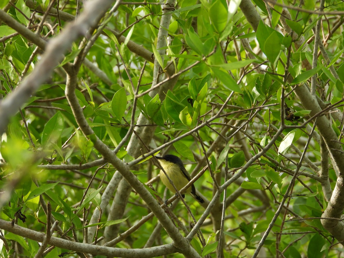 Common Tody-Flycatcher - ML245453471