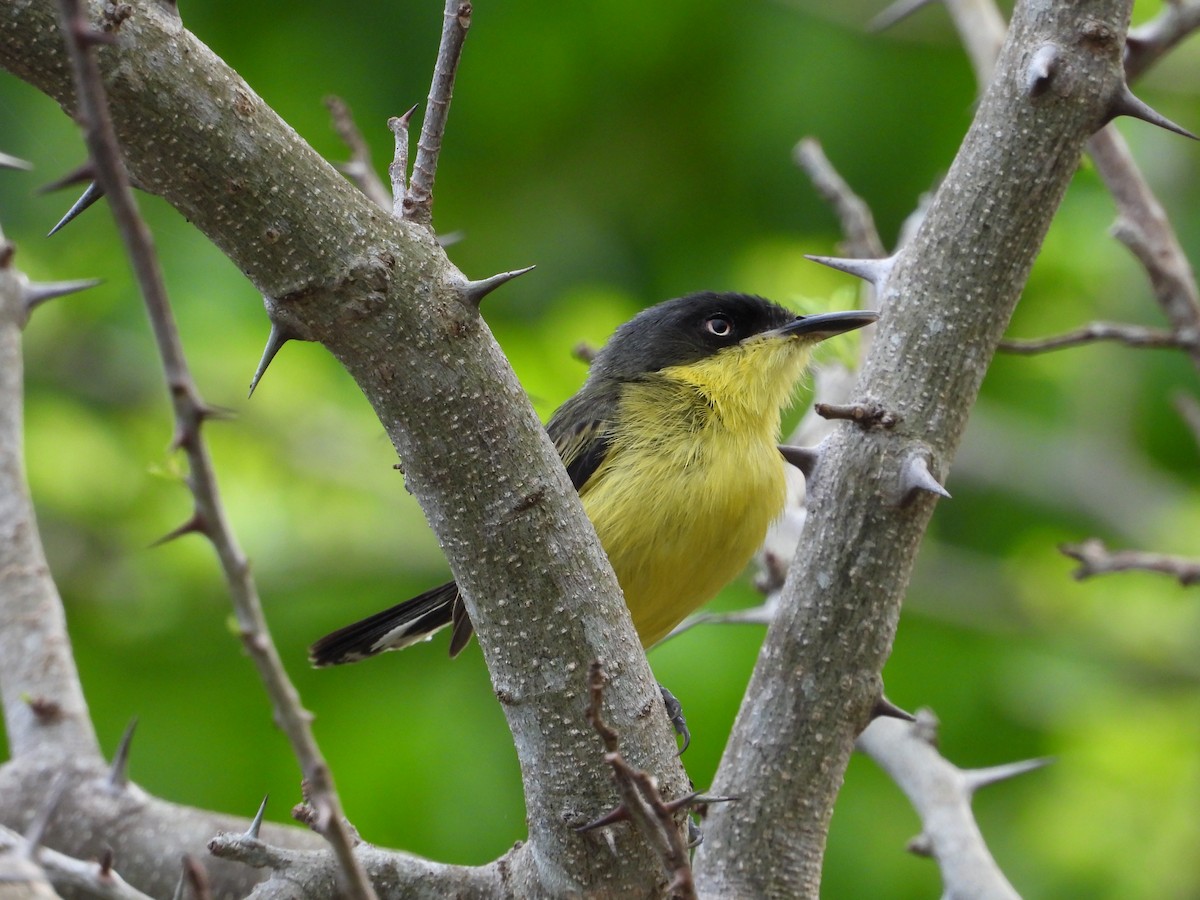 Common Tody-Flycatcher - Adrianh Martinez-Orozco