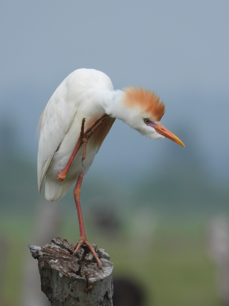 Western Cattle Egret - ML245454331