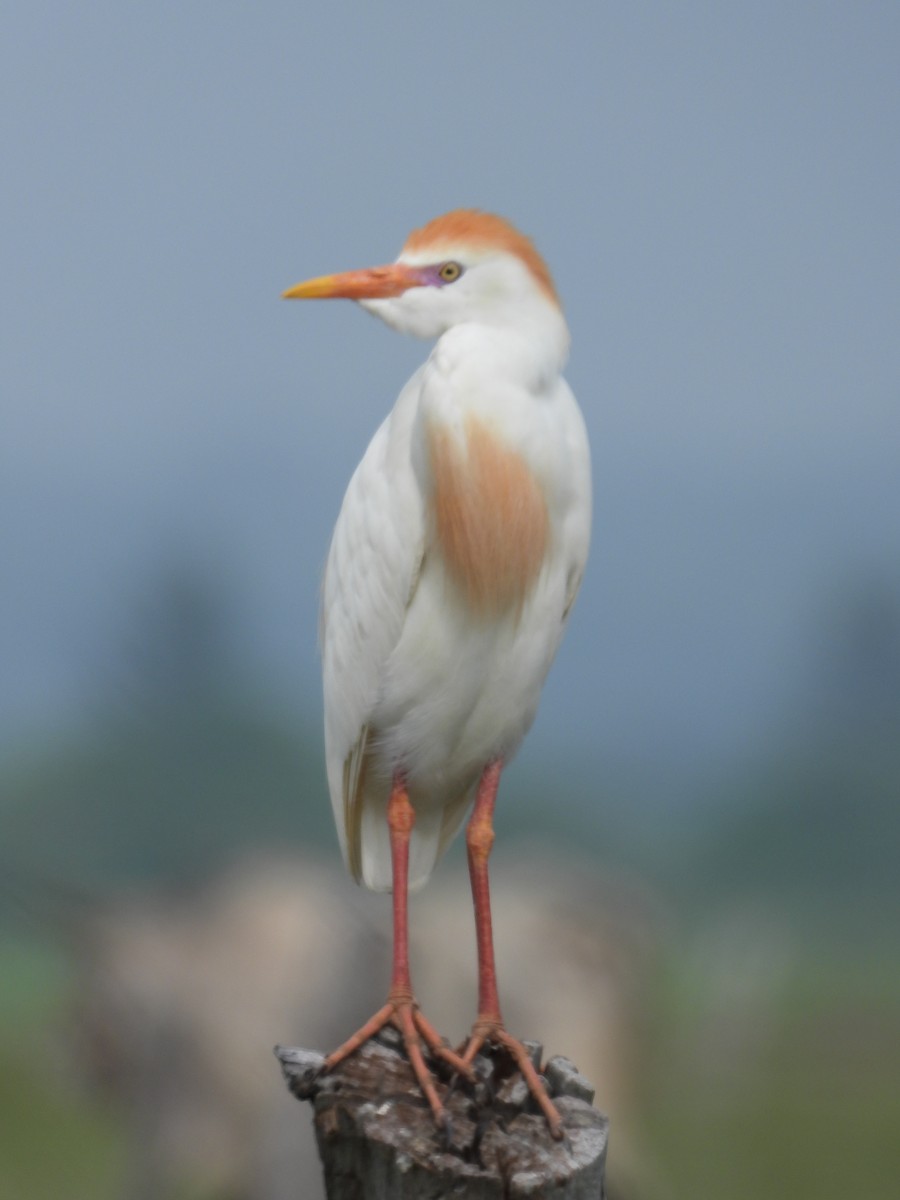 Western Cattle Egret - ML245454401