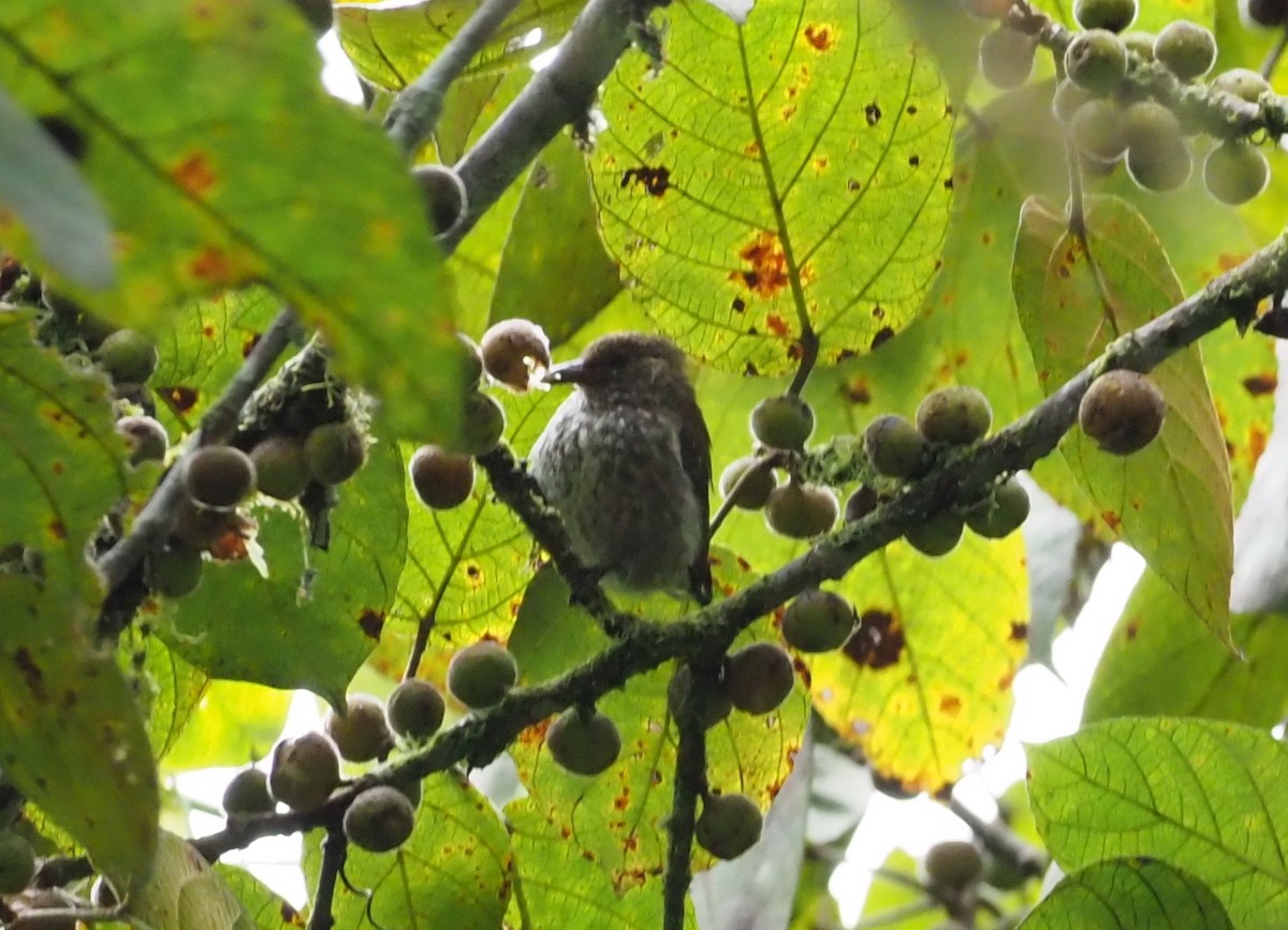 Thick-billed Berrypecker - ML245455461