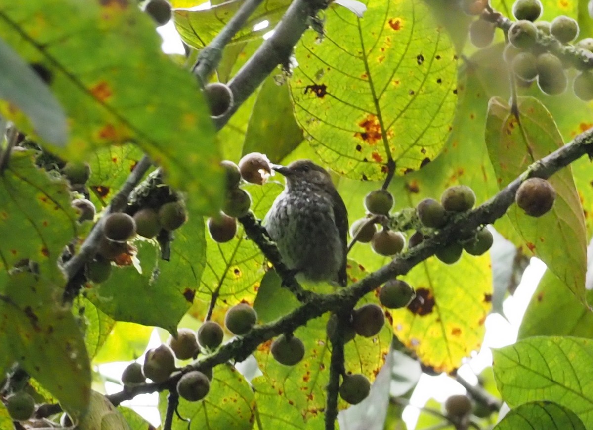 Thick-billed Berrypecker - ML245455491