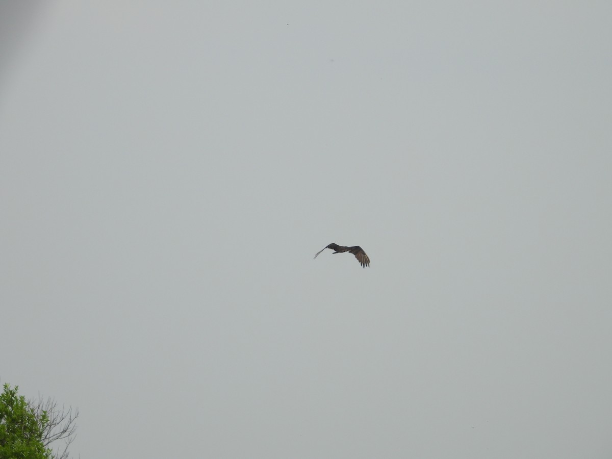 Lesser Yellow-headed Vulture - ML245455551