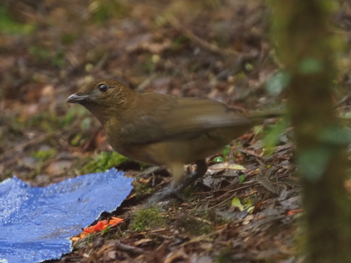 Vogelkop Bowerbird - ML245455611