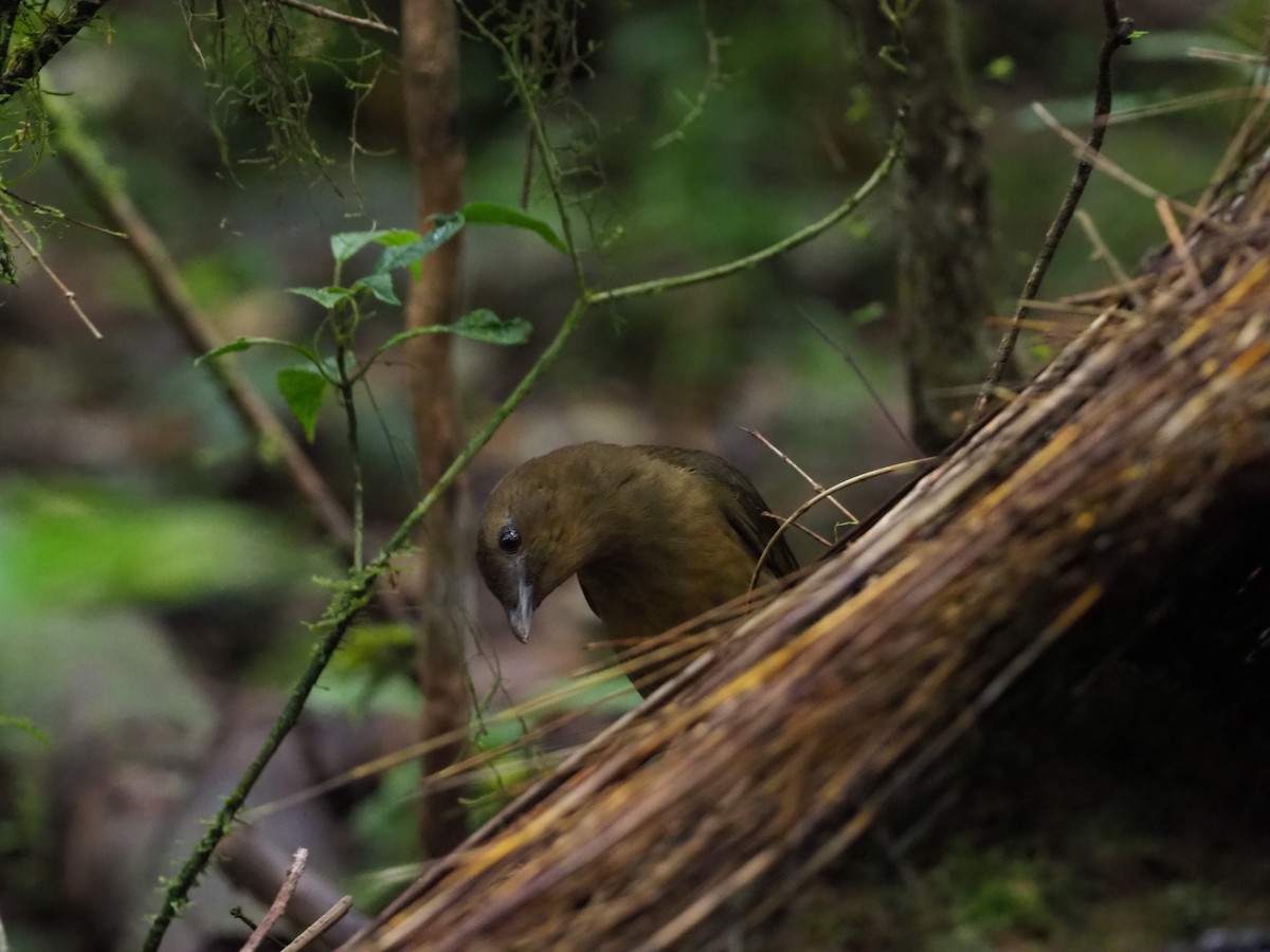 Vogelkop Bowerbird - ML245455701