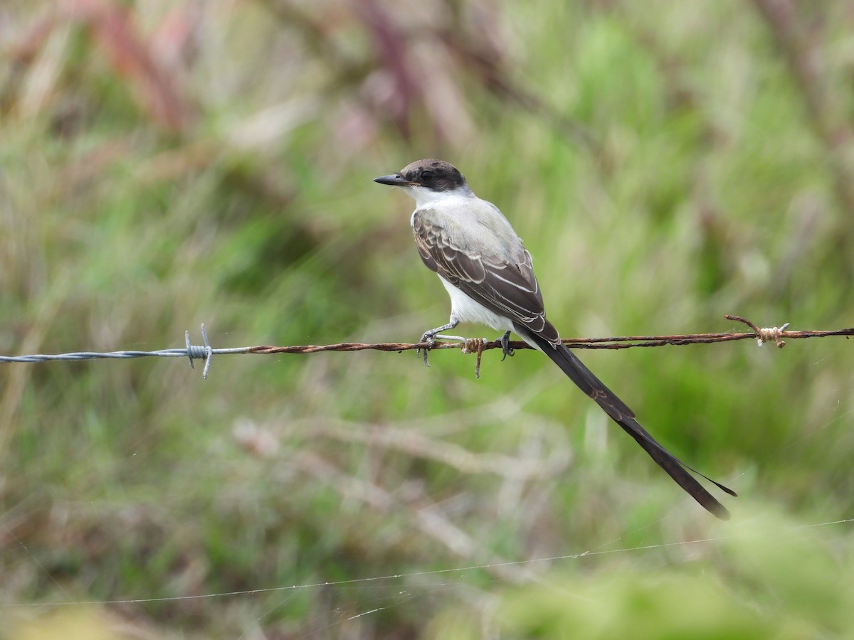 Fork-tailed Flycatcher - ML245455771