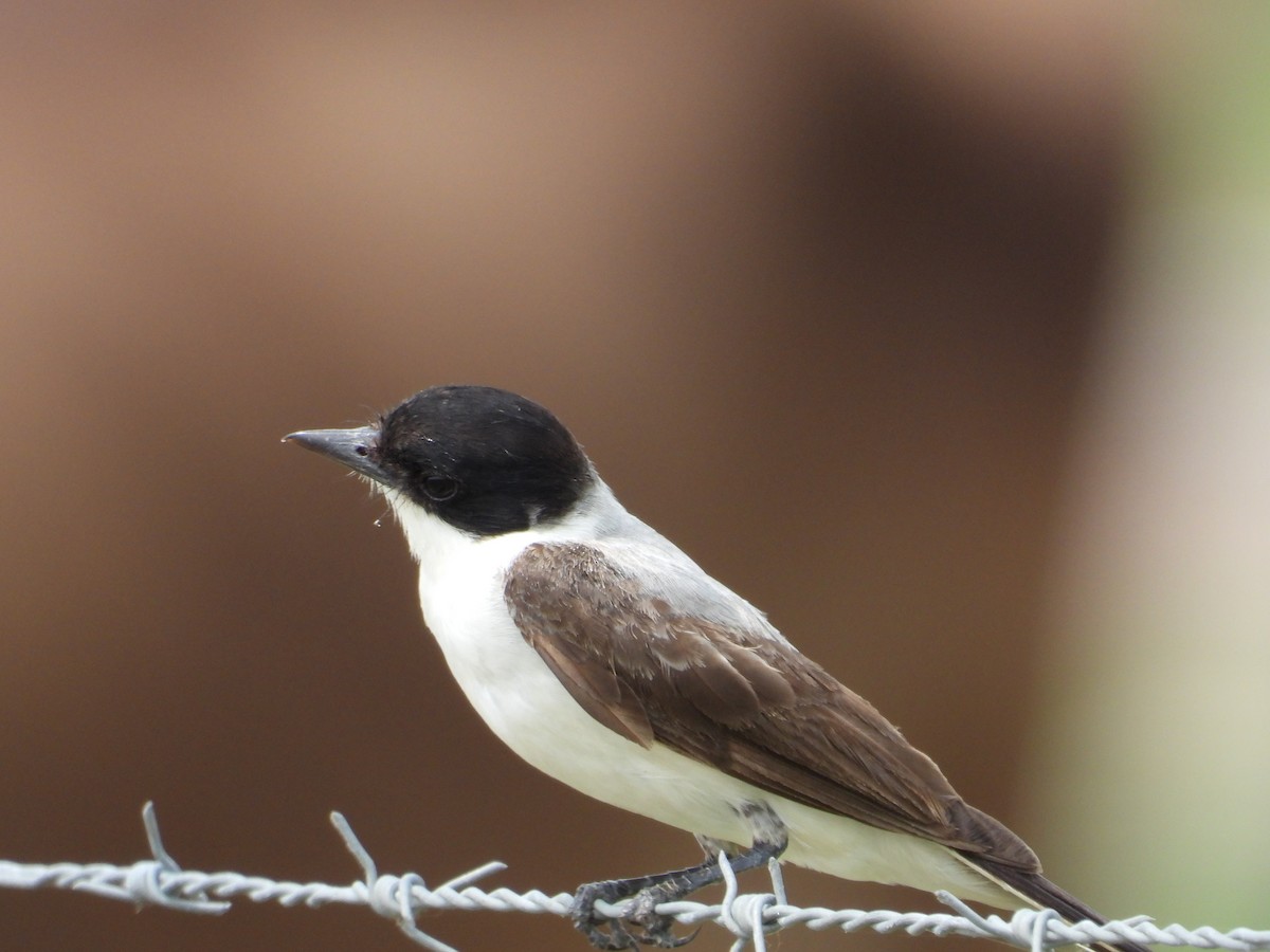 Fork-tailed Flycatcher - Adrianh Martinez-Orozco