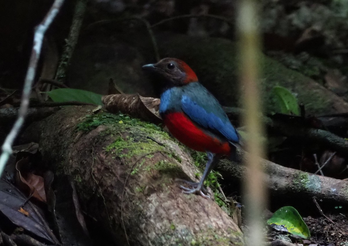 South Papuan Pitta - ML245457021