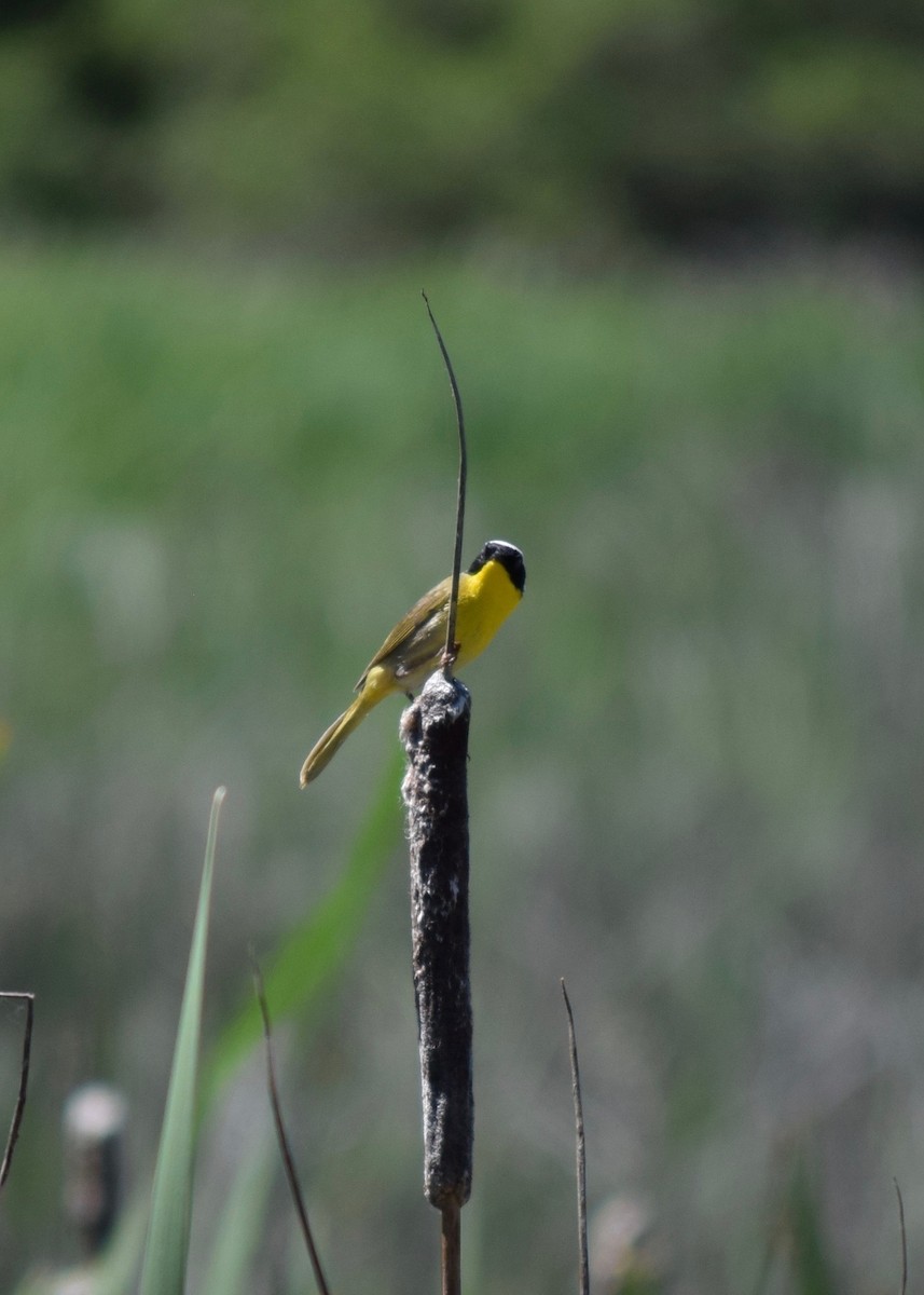 Common Yellowthroat - ML245457971