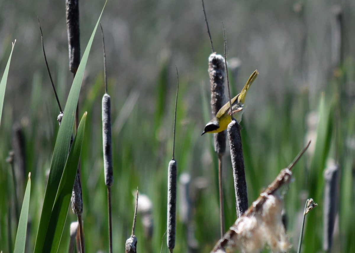 Common Yellowthroat - ML245457981