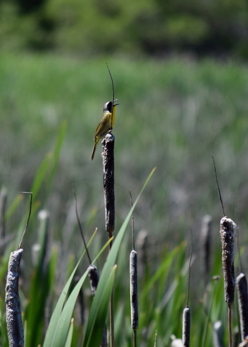 Common Yellowthroat - ML245457991