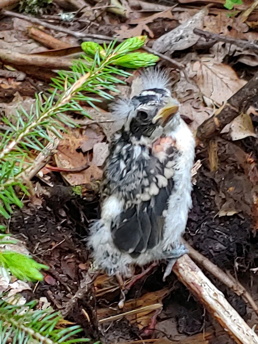 Rose-breasted Grosbeak - Karen Powers
