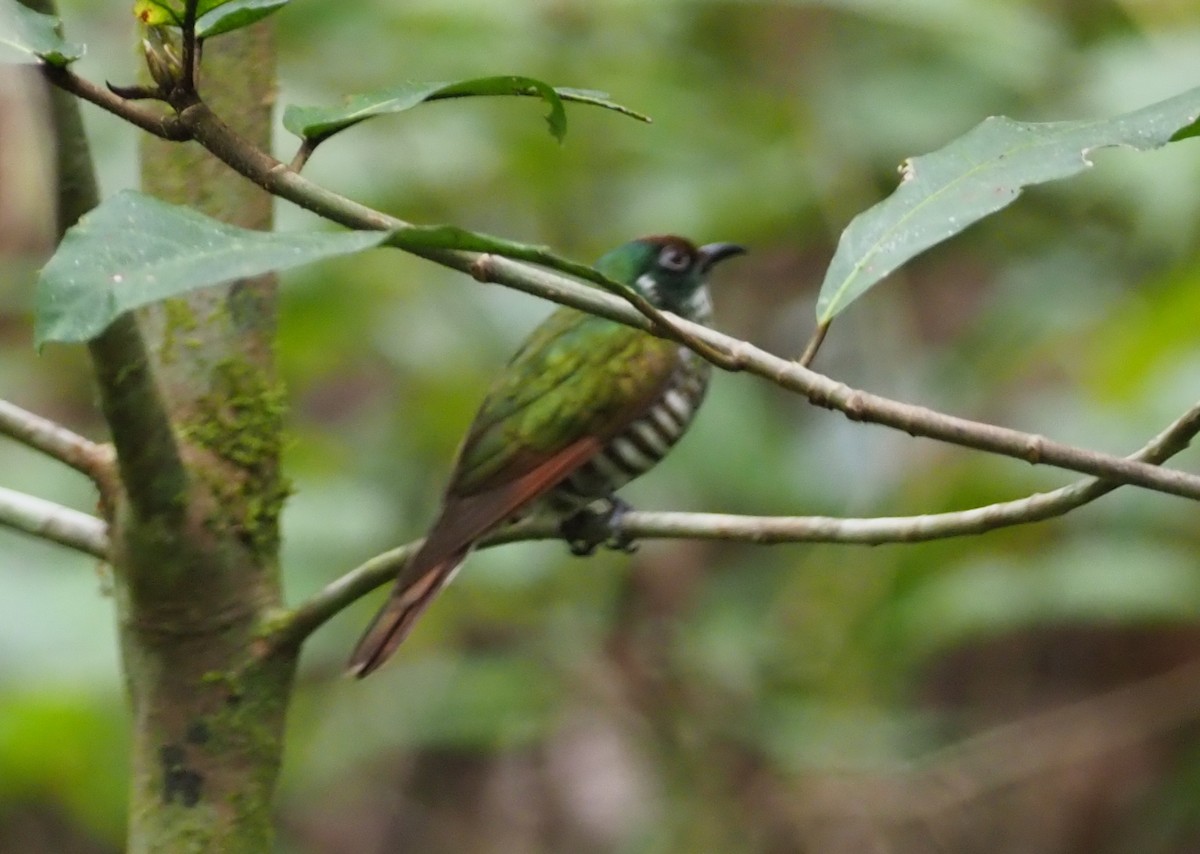 White-eared Bronze-Cuckoo - ML245460791