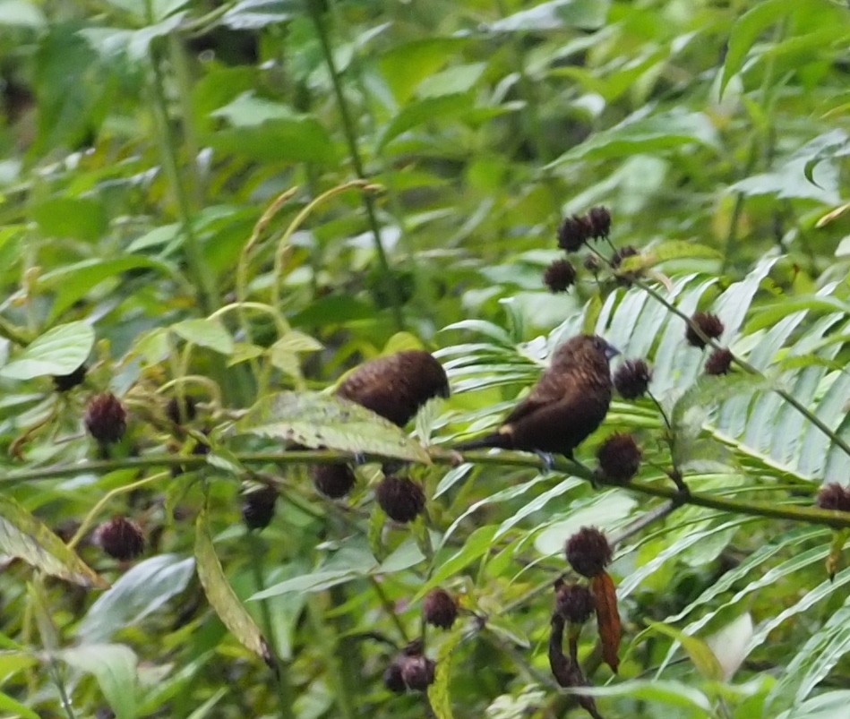 Streak-headed Munia - ML245461311