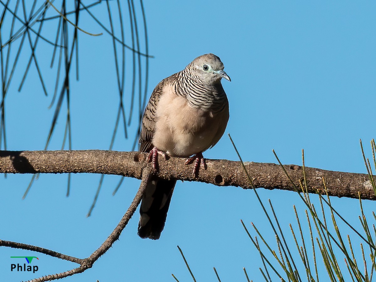 Peaceful Dove - ML245462051