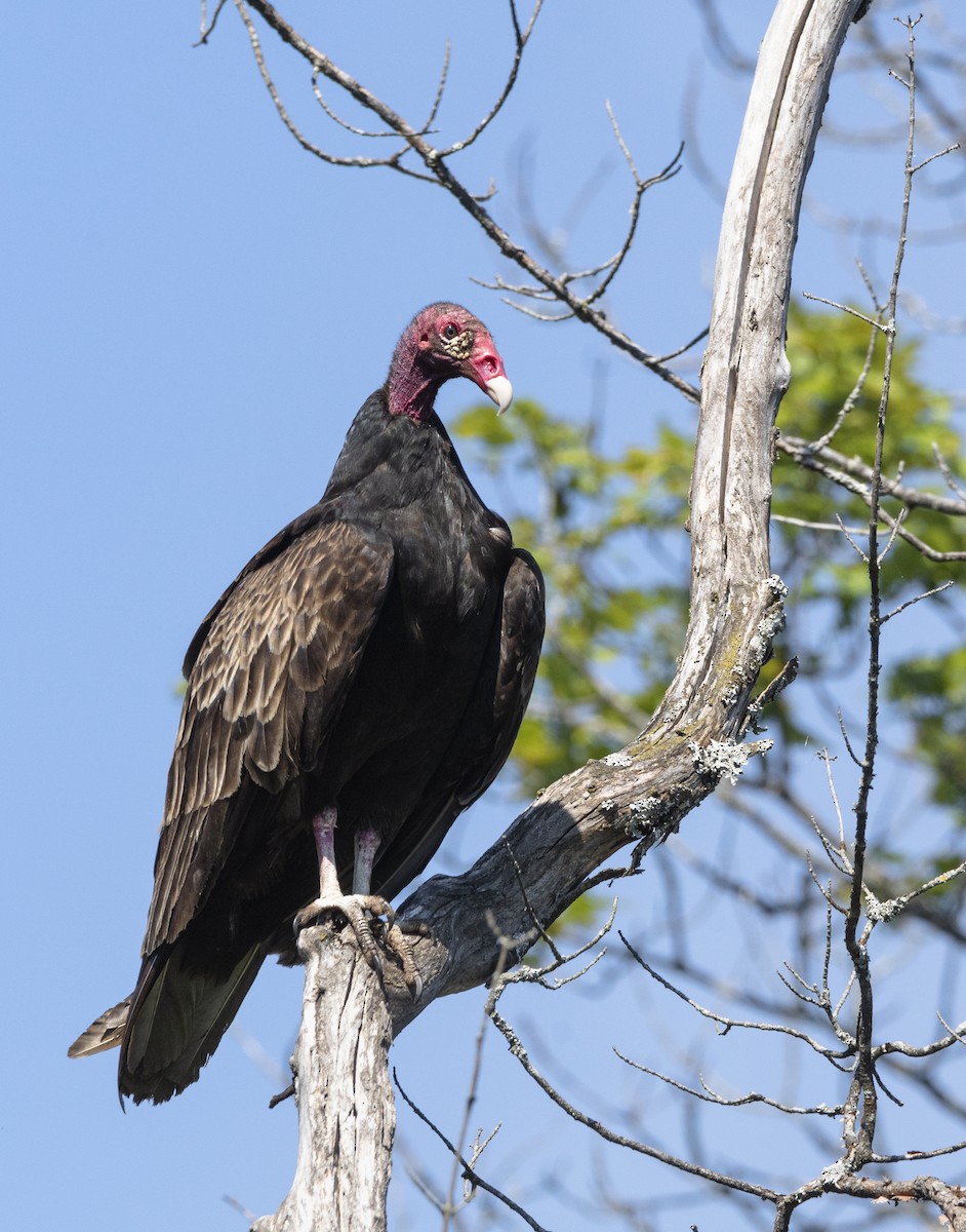 Turkey Vulture - ML245462071