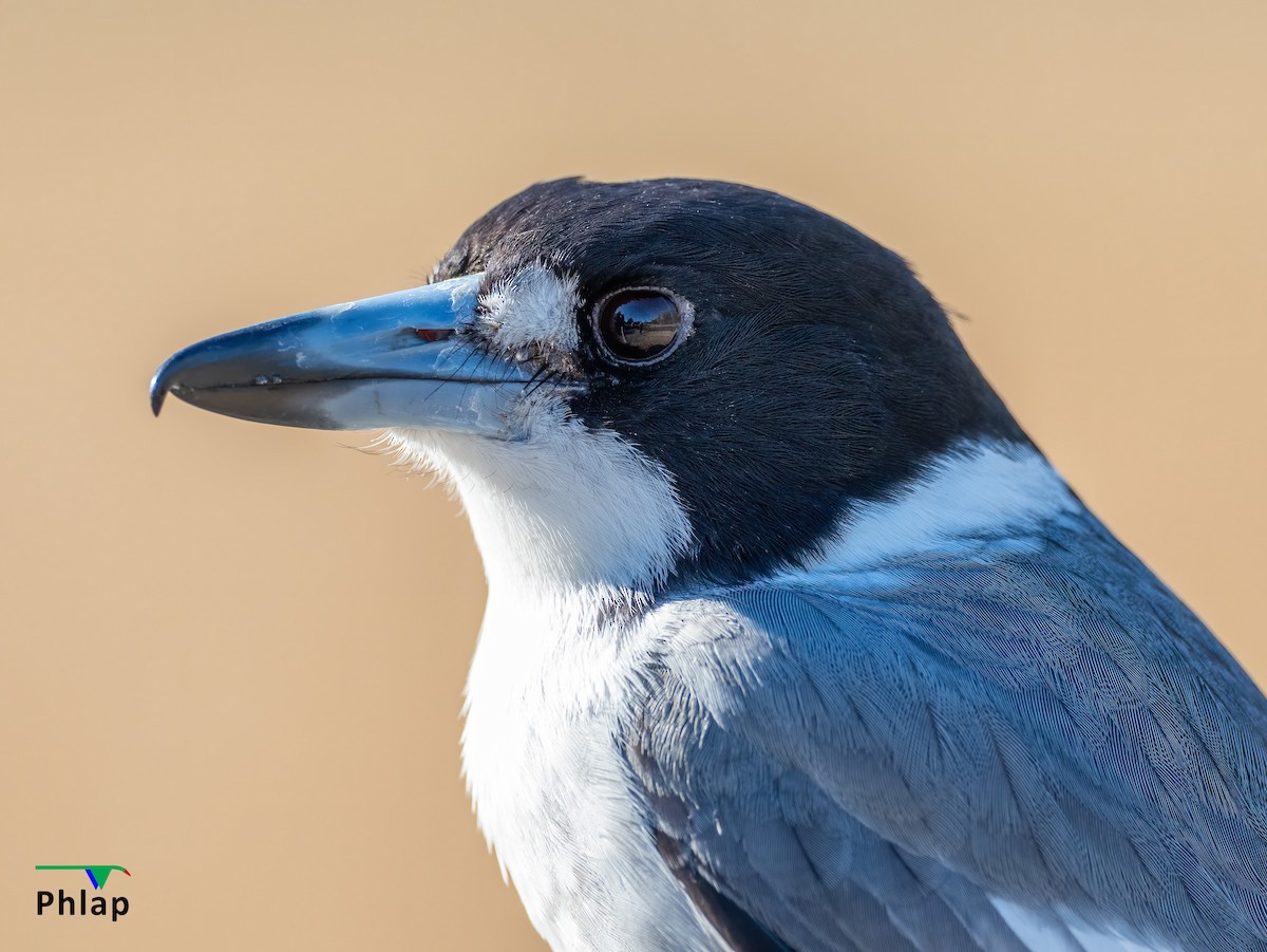 Gray Butcherbird - Rodney Appleby