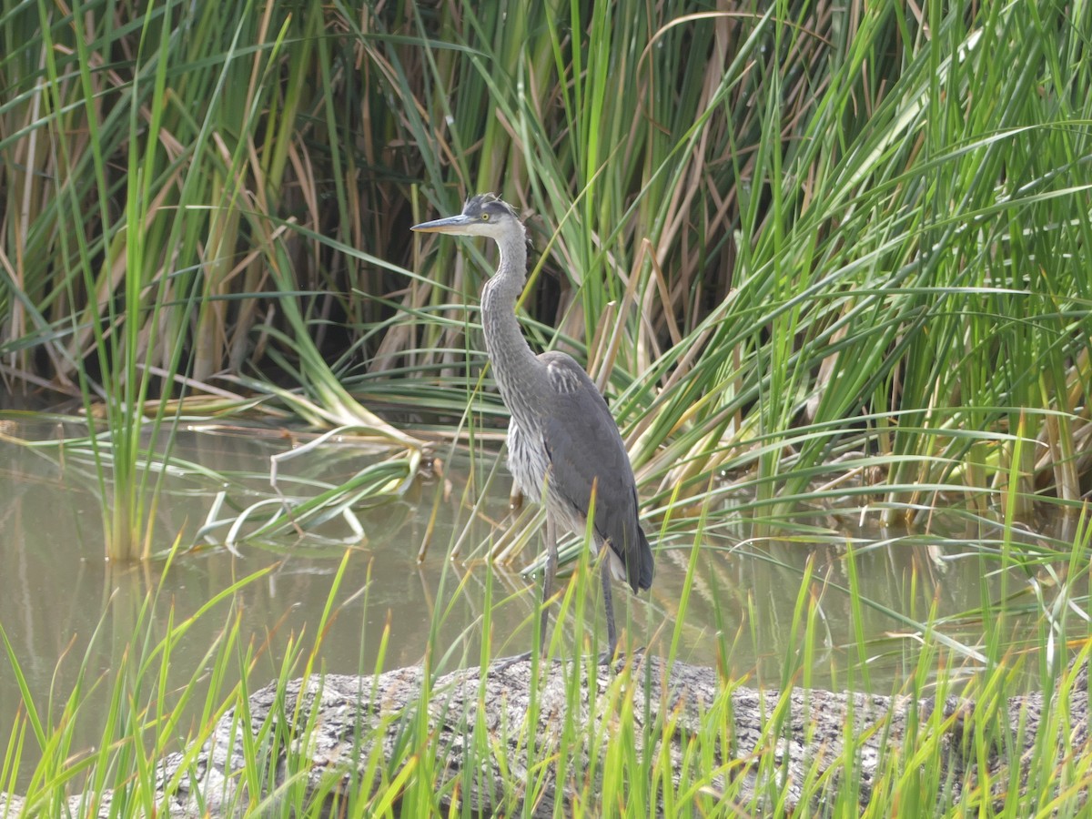 Great Blue Heron - ML245464301