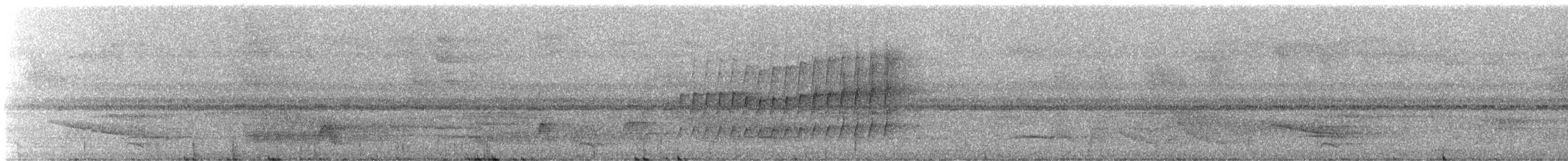 hvitstrupespadenebb (albogularis gr.) - ML245465