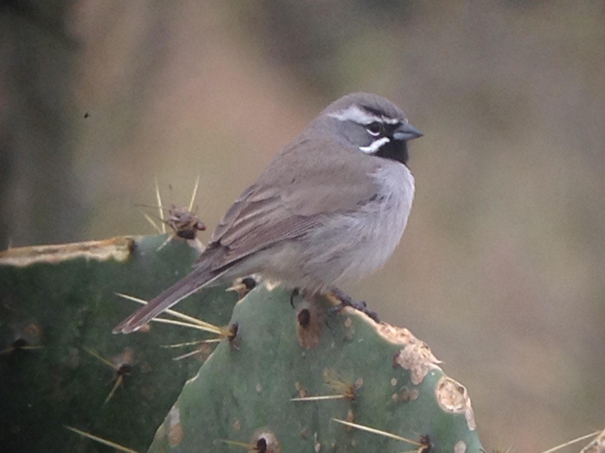 Black-throated Sparrow - ML24546641