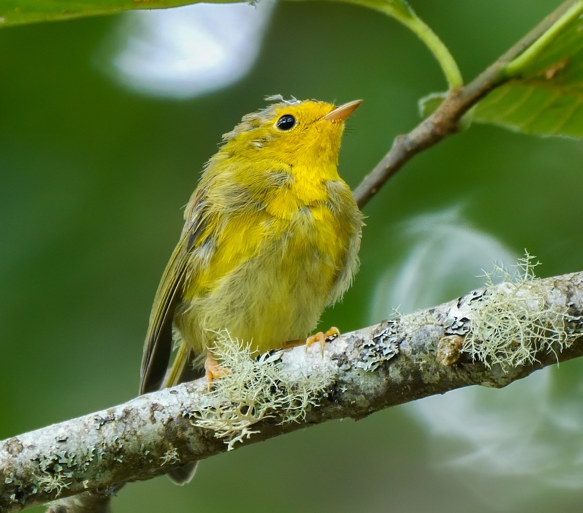 Wilson's Warbler - Mike Melton