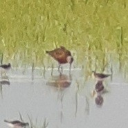 Hudsonian Godwit - ML245470661