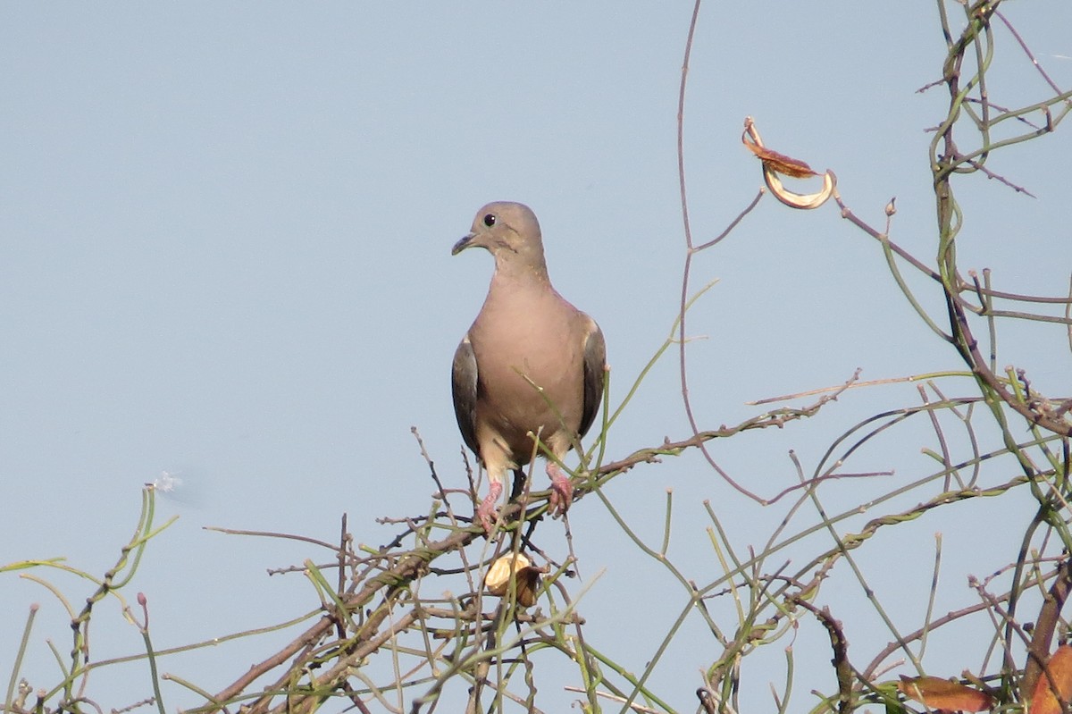 Eared Dove - ML245471331