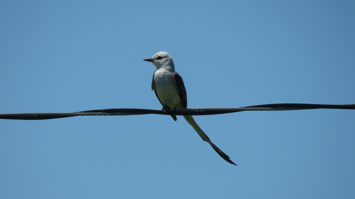 Scissor-tailed Flycatcher - ML245472891