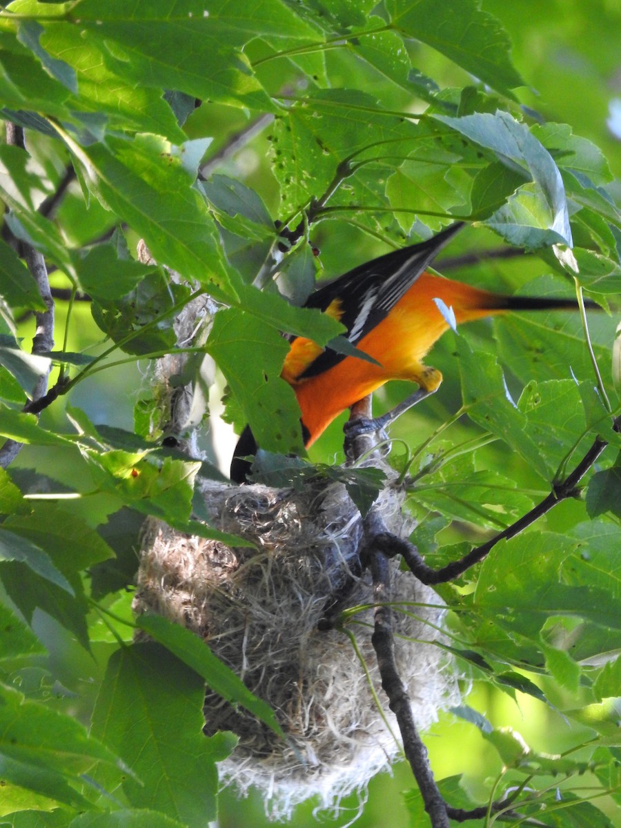 Baltimore Oriole - Cory Elowe