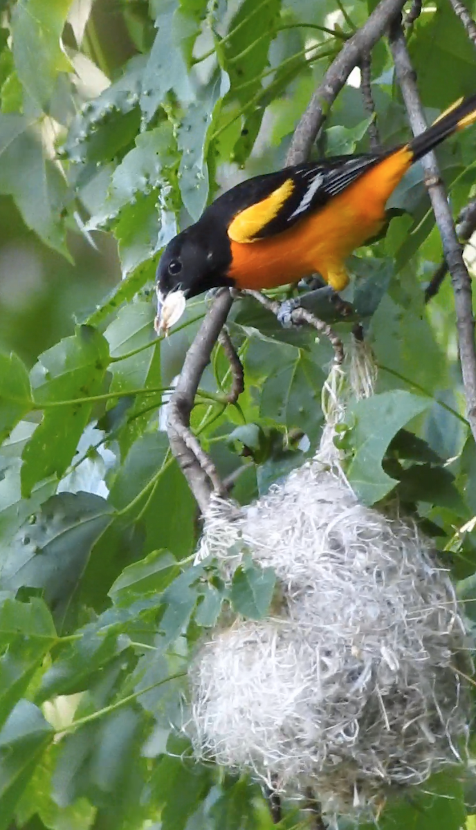 Baltimore Oriole - ML245473691